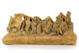 Fossil Plesiosaur (Zarafasaura) Cervical Vertebrae - Morocco #334778-4